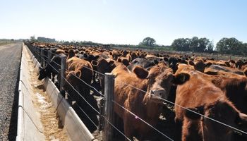 Aporte del feedlot a la suba del peso de faena