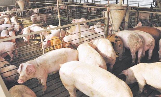 El consumo interno de carne de cerdo se ubica en 14 kg/hab/año.
