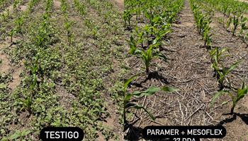 Los nuevos insumos claves para el maíz: anticipan una campaña prometedora para el cereal