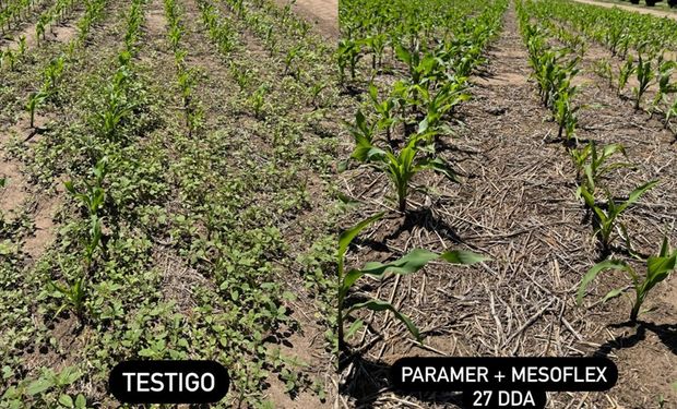 Los nuevos insumos claves para el maíz: anticipan una campaña prometedora para el cereal