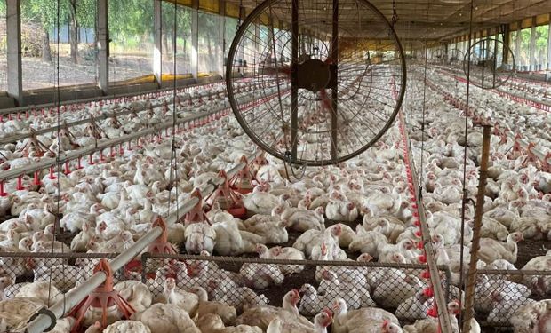 Na última quarta-feira (28), foi descartado o caso suspeito em uma granja comercial de Aguiarnópolis (TO). (Foto - Governo do Tocantins)
