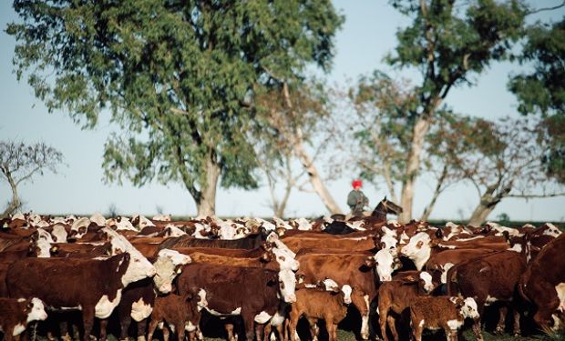¿Por qué puede ser un momento histórico para la ganadería en Argentina? El planteo que se presenta como una "oportunidad brutal" de inversión