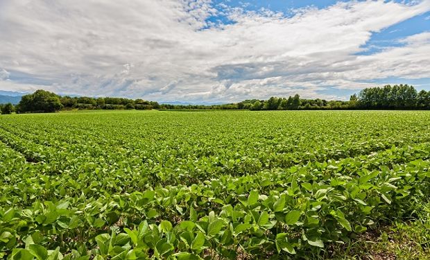 Aduana realiza denuncias penales a empresas del agro para acelerar el ingreso de divisas