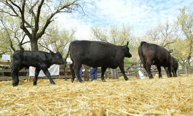 Aduana revisó un video de Youtube para denunciar la subfacturación de un toro Angus que se exportaba a Uruguay