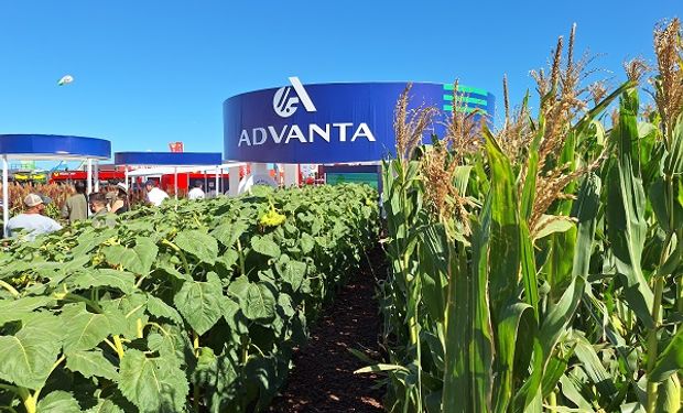 El primer híbrido de sorgo IGAX, el rinde del girasol y novedades en maíz: qué muestra Advanta en Expoagro 2024