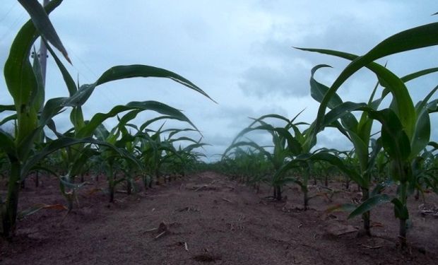 Aumento del 268% para la urea: cómo impacta en los planteos agrícolas