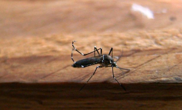 Mosquito vector Aedes Aegypti.