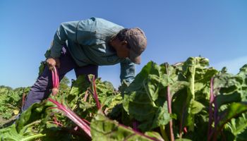 Milei elimina dos organismos públicos ligados a la agricultura familiar 