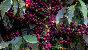 Safra de café 2026/27 pode chegar a 74,4 milhões de sacas, projeta Hedgepoint