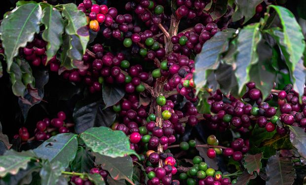 Safra de café 2026/27 pode chegar a 74,4 milhões de sacas, projeta Hedgepoint