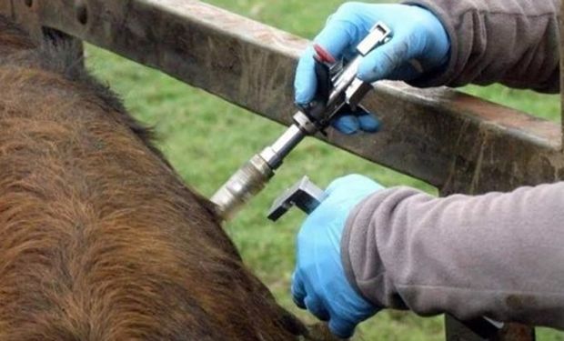 Un laboratorio intimó a otro para que no lo nombre por el tema aftosa y hubo una dura réplica