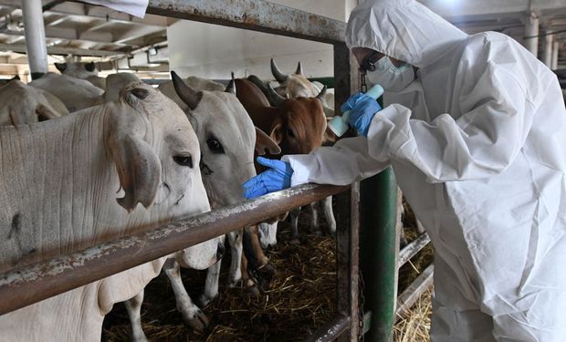 Por primera vez en más de 40 años: un peligroso brote de fiebre aftosa afecta a miles de animales en Indonesia