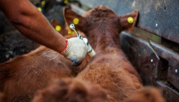 Campaña antiaftosa: Senasa verifica 70 millones de dosis para la vacunación