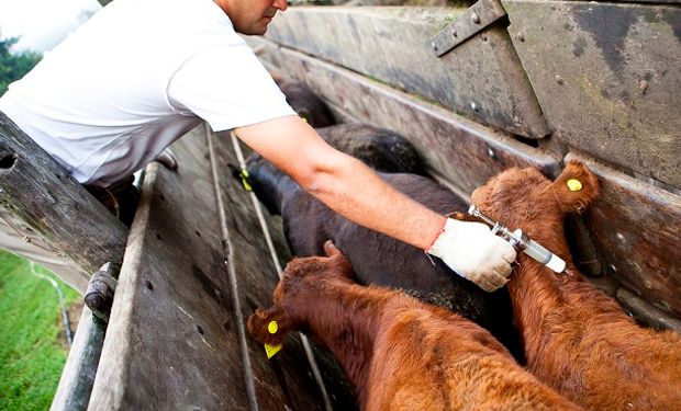 Senasa exceptuó la vacunación contra la fiebre aftosa en zonas afectadas por la sequía