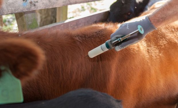Extienden la excepción de la vacunación contra la fiebre aftosa para el movimiento de animales