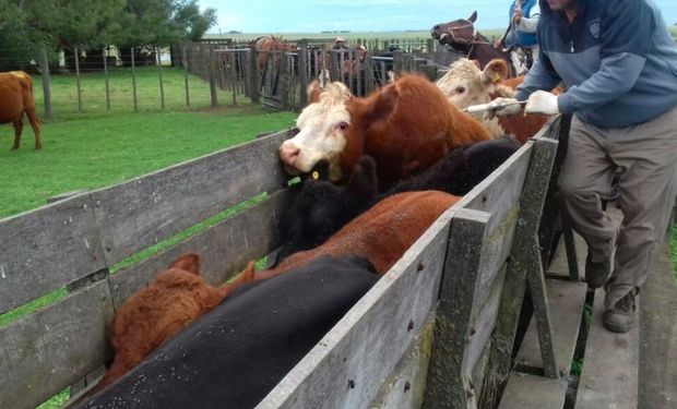 Más de 52 millones de bovinos fueron vacunados contra la fiebre aftosa