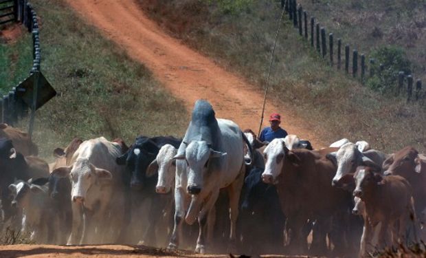 Aftosa: Brasil tiene como meta dejar de vacunar contra esa enfermedad en todo el país a partir del año 2023.