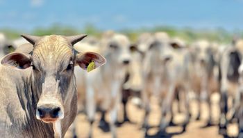Status de livre de febre aftosa sem vacinação abre novo horizonte para a pecuária brasileira