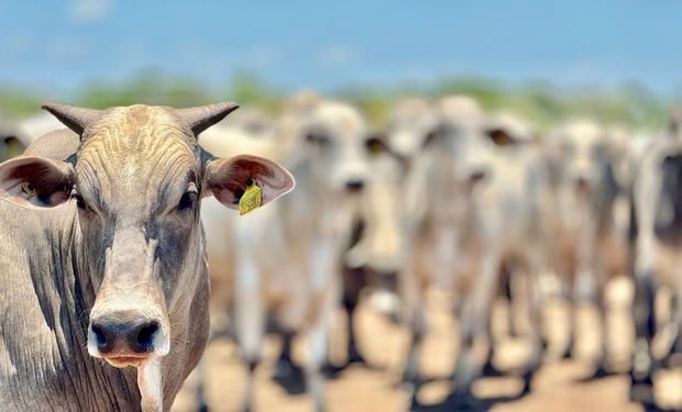 Status de livre de febre aftosa sem vacinação abre novo horizonte para a pecuária brasileira