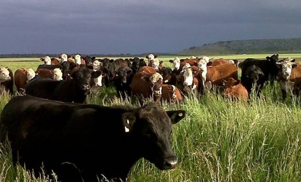 El Foro Mercosur de la Carne insistió en que deben fortalecerse los programas de prevención del reingreso de la enfermedad.