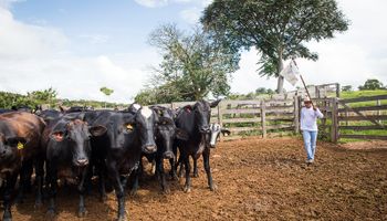 Con 210 millones de cabezas, cómo logró Brasil ser país libre de aftosa sin vacunación: "Por cada animal aportamos unos 71 centavos de real por parte del productor y otros 71 por parte de la industria"