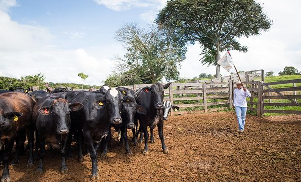 Con 210 millones de cabezas, cómo logró Brasil ser país libre de aftosa sin vacunación: "Por cada animal aportamos unos 71 centavos de real por parte del productor y otros 71 por parte de la industria"