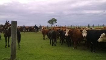 Recientes lluvias retrasan la vacunación contra la fiebre aftosa en el centro y sur bonaerense