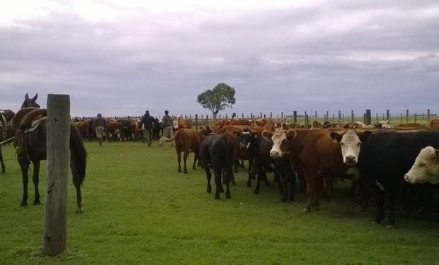 La campaña de vacunación antiaftosa involucra a las especies bovinas y bubalinas en sus especies menores.