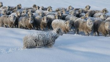 Nevadas en la Patagonia: las estremecedoras imágenes de los animales tapados de nieve