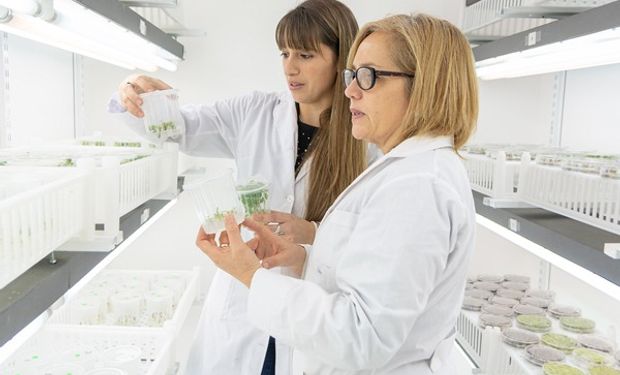 AgIdea y Bioheuris lanzan una plataforma conjunta para servicios innovativos de mejoramiento genético