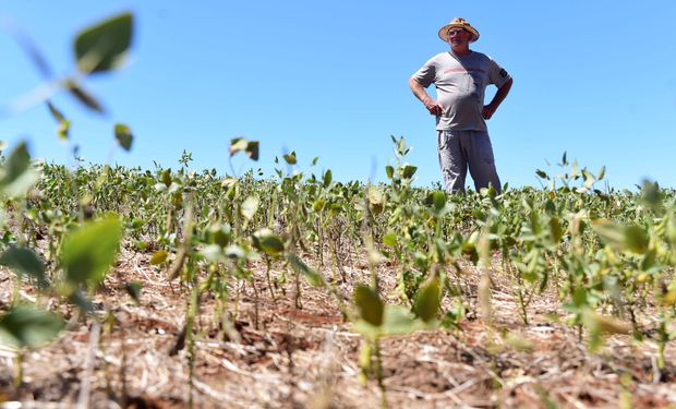 Falta de chuvas acende alerta nas lavouras do Rio Grande do Sul