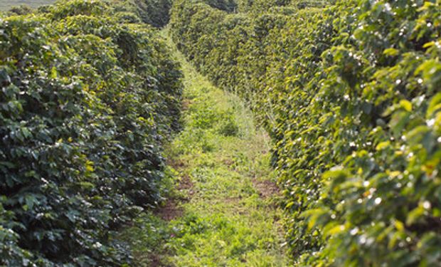 Relatório destaca potencial da agricultura no âmbito de fornecimento de produtos sustentáveis. (foto - Sistema CNA/Senar)