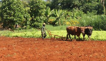 Maíz y soja: Argentina busca producir 100 mil hectáreas en Cuba