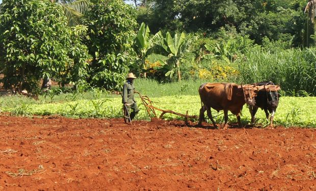 Maíz y soja: Argentina busca producir 100 mil hectáreas en Cuba