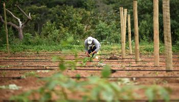 Projeto suspende sanção contra produtor caso órgão ambiental demore para responder