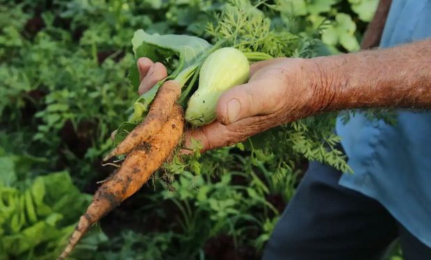 Projeto prevê que todos os municípios possam adquirir ao menos 30% da merenda escolar das mãos de produtores locais. (Foto - Tânia Rego/Ag. Brasil)