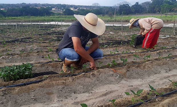 Projeto prevê incentivo e assistência ao agricultor que forneça matéria-prima para biocombustível. (Foto - Marcos Oliveira /Ag. Senado)
