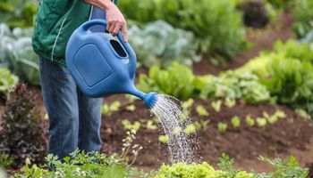 Agricultura familiar é tema de primeiro projeto do ano no Senado