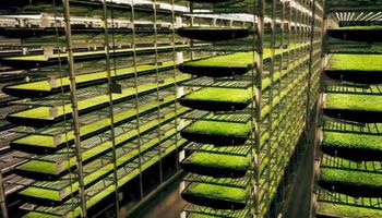 La agricultura vertical podría multiplicar los rendimientos y reducir el impacto ambiental