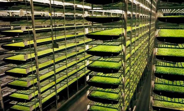 La agricultura vertical podría multiplicar los rendimientos y reducir el impacto ambiental