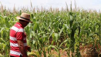 Según un especialista, Paraguay podría duplicar el área sembrada: "Tenemos leyes que no castigan al agro", cuenta y resume que pagan solo 10% de impuesto sobre la renta