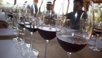 Agricultura de precisão favorece a qualidade do vinho