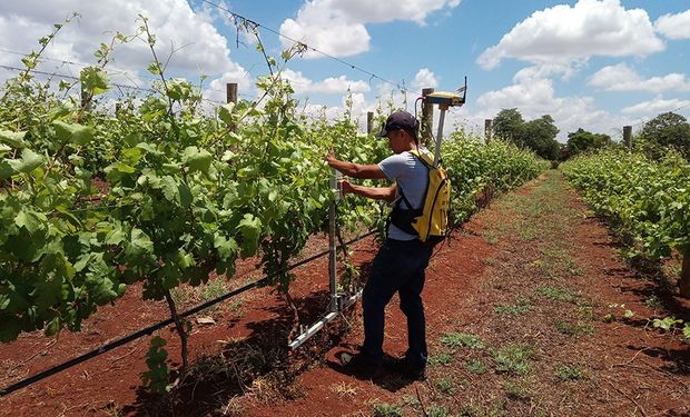 Estudo contribui para a maior qualidade do vinho nacional. (Fotos: Embrapa)