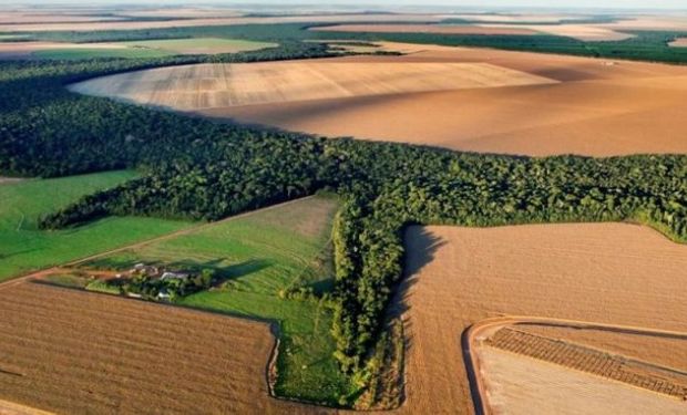 Bunge investe US$ 20 milhões para ampliar sua área de agricultura regenerativa no Brasil