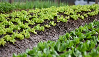 Novo programa vai estimular a agricultura sustentável urbana