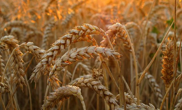Por el cepo, los argentinos van a sembrar trigo a Uruguay