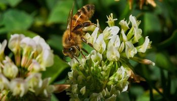 Agricultura e polinizadores: é possível conviver em harmonia?