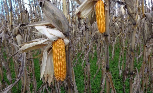 Cultivos de cobertura, siembra directa y rotación: los indicadores que definen a la agricultura argentina