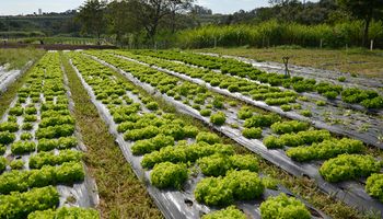 Comissão da Câmara aprova inclusão de itens da agricultura familiar nas cestas básicas