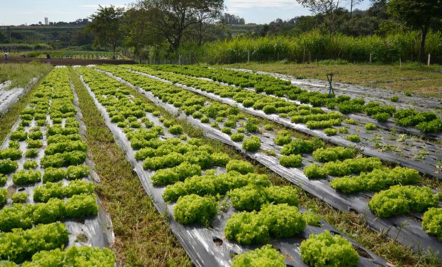 Comissão da Câmara aprova inclusão de itens da agricultura familiar nas cestas básicas